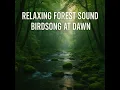 Relaxing Forest Sound, Soft Stream and Singing Birds