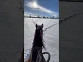 Download Lagu No experience needed winter trail riding adventures at Shelby Ranch #horse #winter #trailride
