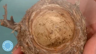 creative birds nest and homes martha stewart