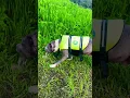 Pitbull projectile vomits the devil out of his throat
