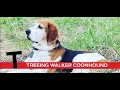 T is for Treeing Walker Coonhound