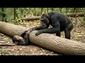 A Baby Chimpanzee Was Trapped Under a Fallen Tree — How Its Mother Protected It Touched Everyone
