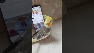 كوكتيل يتعلم اغنيه هابي بيرزدي   زرزور يغني عيد الميلاد                              دندنها