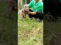 Download Lagu SUARA JERITAN ANAK RAJA BABI HUTAN #betinurgustiani #siboni #sileo