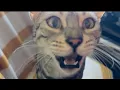 MY CAT HAS A MEOWSSAGE FOR YOU