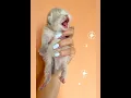 Download Lagu Newborn Kittens Meowing ❤#short #cute #cat #cats