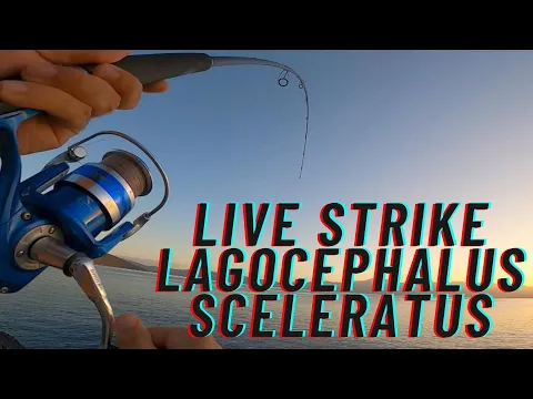 Download MP3 Shore Jigging set with Fiiish Black Minnow! Live Strike Big Lagocephalus Sceleratus!