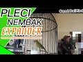 Download Lagu PLECI PASUPATII NEMBAK EXPANDER\\\\Owner Wiriawan