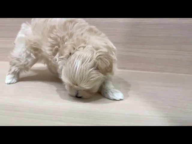 動画