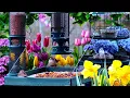 🔴LIVE Cottage Spring Bird Feeder: Cardinals, Woodpeckers, Goldfinches, Nature Sounds, Sleep, Cat TV