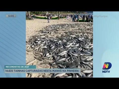 Recordista de 2021: 14.635 tainhas capturadas nesta manhã na Pinheira