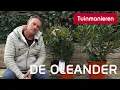 Download Lagu De Oleander, hoe en wat? | Snoeien | Tuinmanieren