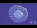 Cell Cycle 3D Animation