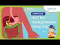 Download Lagu Sistem Pencernaan Manusia: Proses Pencernaan, Penyakit Sistem Pencernaan, dan Pola Makan Sehat | IPA