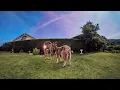 daydreamers - Pieces of England (Visualiser)