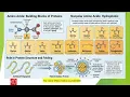 Nonpolar Amino Acids Hydrophobicity made simple