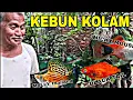 Lagu Peternak ikan molly Deket rumah ‼️