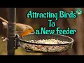 Download Lagu Cara Menarik Burung ke Tempat Makan Burung Baru | Trik terbaik untuk menarik burung ke tempat makan burung Anda