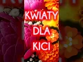 Lagu Kwiaty dla Kici 🌹🔥 Taneczny hit Disco Polo 2025 | Miłość, ogień i wirujący świat 💃✨