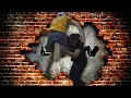 Download Lagu BRW | Normal Match | El Phantasmo vs Bizzob