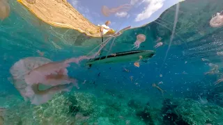 You can finally have proper underwater 360 shots!