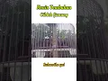 Download Lagu Konin Tembakan Ciblek Gunung (Cigun)
