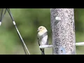 American Goldfinch Eating Finch Blend