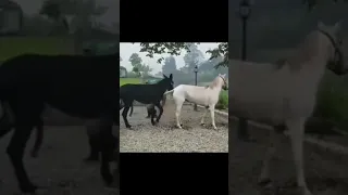 HORSE AND DONKEY MATING 