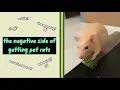 Cons of Owning Pet Rats