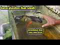 Download Lagu kuras glassbox penampungan ikan sawah .. ada sapu sapu besar