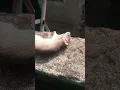 #deadrat