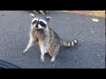 omg these raccoons are so cute