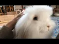 Cuteness Overload Teddy the Rabbit