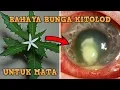 Download Lagu Wajib Ditonton! Bahaya Bunga Kitolod Untuk Mata