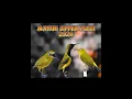 Download Lagu MASTERAN SOGON JERNIH MATERI ZIPPER (pleci) #sogonprestasi