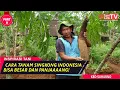 Download Lagu Singkong Indonesia, Satu Pohon Bisa 100 Kg! (Part 2)