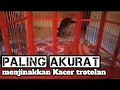 Download Lagu (TERBUKTI)..!!! Kacer trotol langsung jinak dengan cara ini