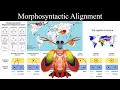 Morphosyntactic Alignment Syntax 3