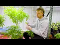 Cannabis Cloning 101