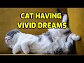 What Do Cats Dream About When They Twitch