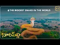 Download Lagu Worlds Biggest Snake | Nampally Gutta || VA ORIGINALS||