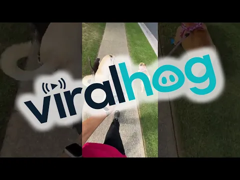 Cat Joins Dogs On A Walk || ViralHog