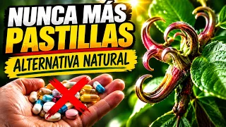 ¡ALERTA! 5 Plantas Medicinales que los MÉDICOS NO QUIEREN que USES 🌿 Plantas Antiinflamatorias