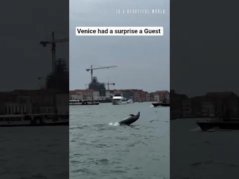 Venice had a surprise a Guest
