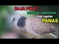 Download Lagu Bunyi suara tekukur gacor NGALAS, AMPUH untuk pancingan dan mikat