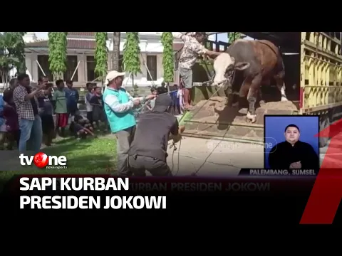 Jokowi Berikan Sapi Kurban Berbobot 1 Ton ke Warga