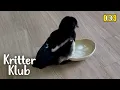 Download Lagu Magpie Diselamatkan Di Ambang Kematian .. Ternyata Dia GENIUS l Kritter Klub
