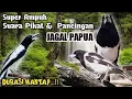 Suara pancingan \u0026 Pikat Jagal Papua. Cocok Juga Buat Masteran. 💯% Ampuh.