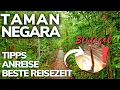 Download Lagu Alles, was du wissen musst: Taman Negara Nationalpark Malaysia 🇲🇾 | Malaysia Backpacking 2023