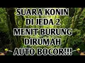 Download Lagu SUARA BURUNG KOLIBRI NINJA GACOR ❕ SUARA KONIN INI DI JEDA 2 MENIT